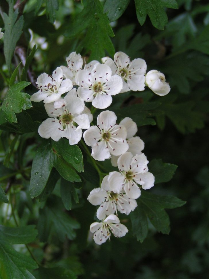 Hawthorn flowers