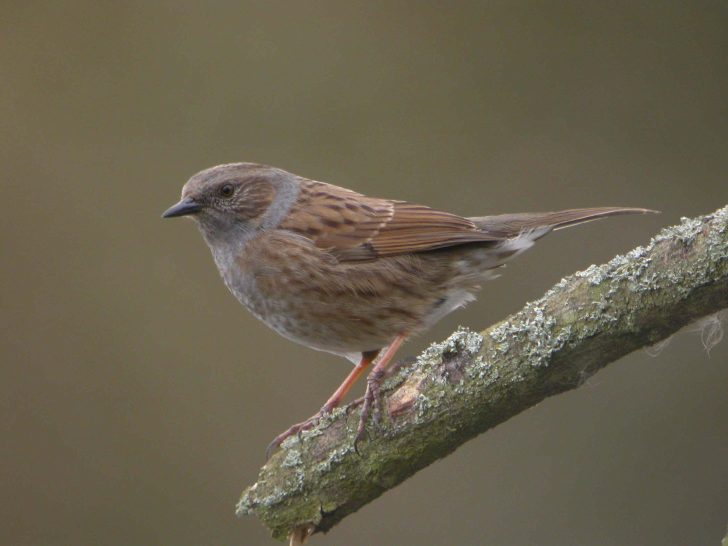 Dunnock - Jim Middleton / Wikimedia Commons