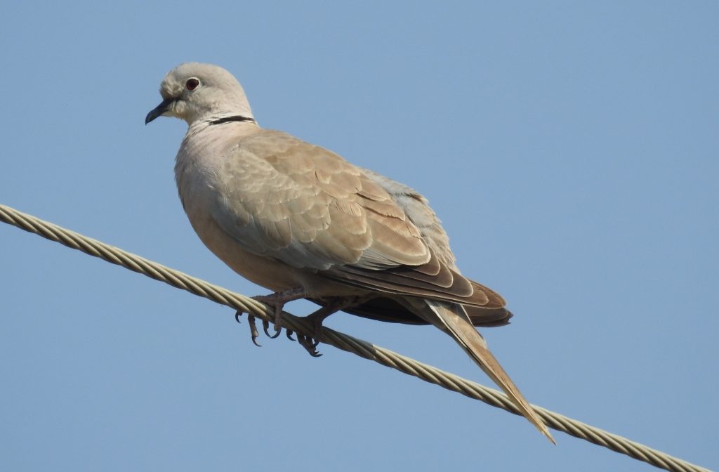 Collared Dove - Dr Raju Kasambe