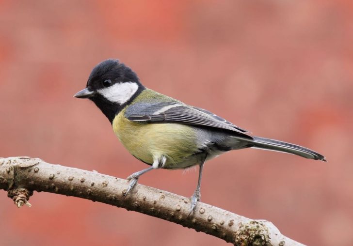 Great Tit - Francis C. Franklin / Wikimedia Commons