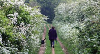 Back of walker and dog on path with hedgerows in blossom on either side of the path.