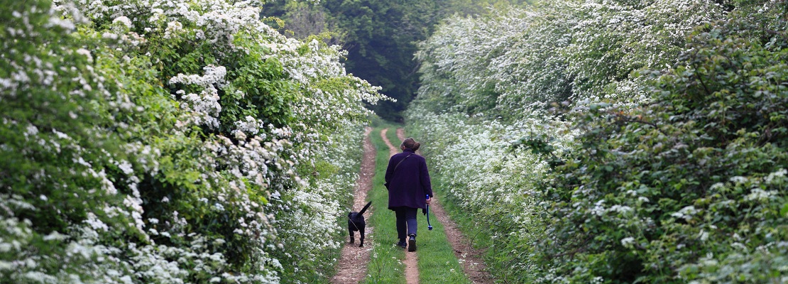 Back of walker and dog on path with hedgerows in blossom on either side of the path.