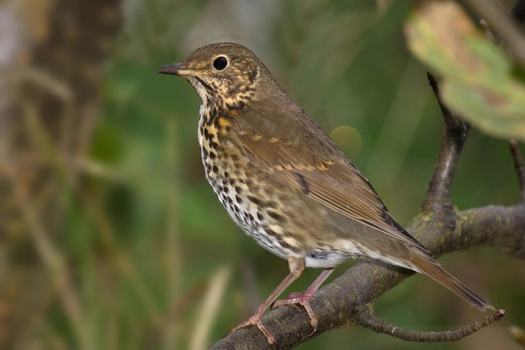 Song thrush by Andreas Trepte / Wikimedia Commons