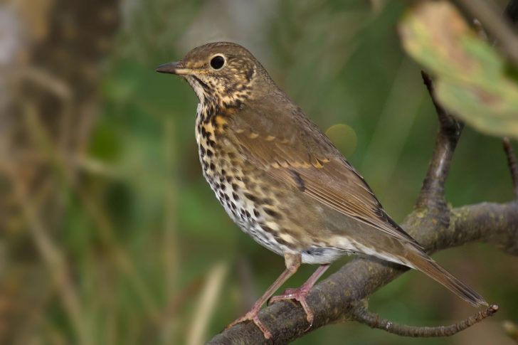 Song thrush by Andreas Trepte / Wikimedia Commons