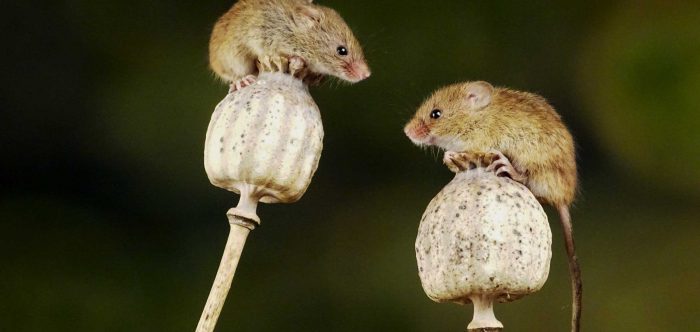 Two brown mice sitting on plants facing each other