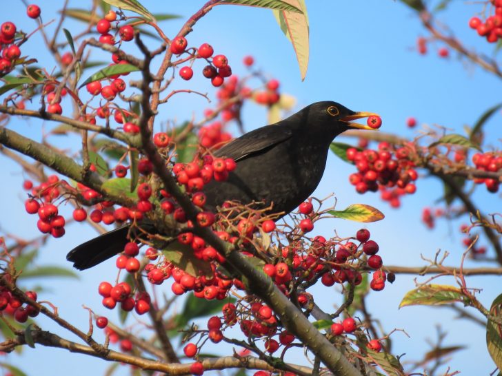 Blackbird devouring a red berry