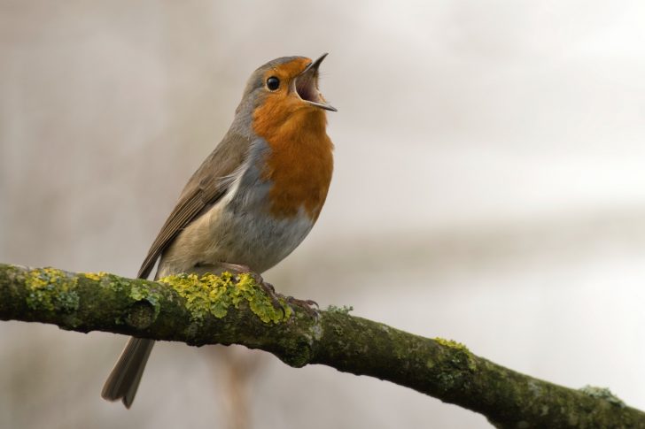 Singing robin - Jan Meeus / Unsplash