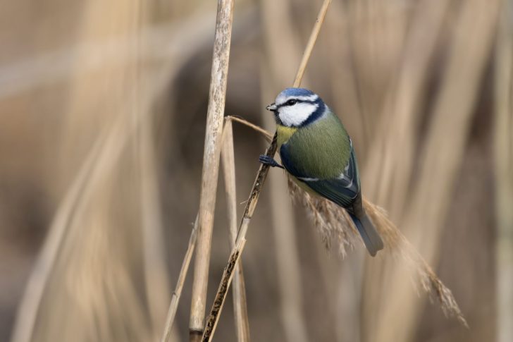 Blue tit - Jan Meeus / Unsplash