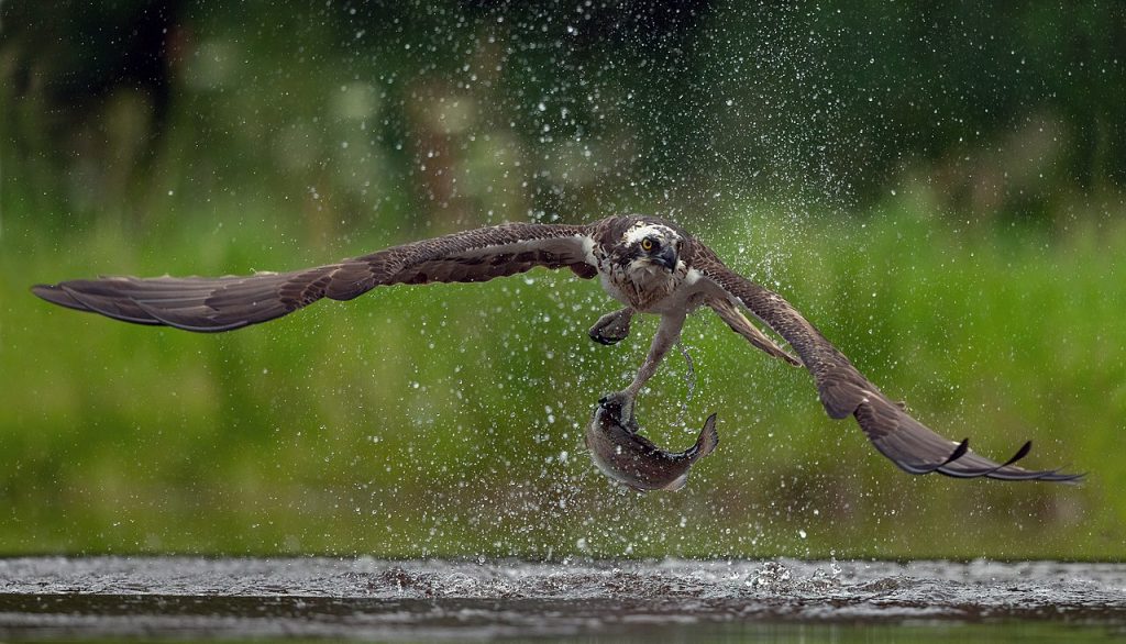 Osprey with fish