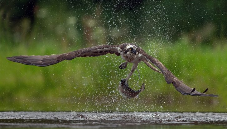 Osprey with fish