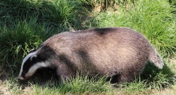 Badger