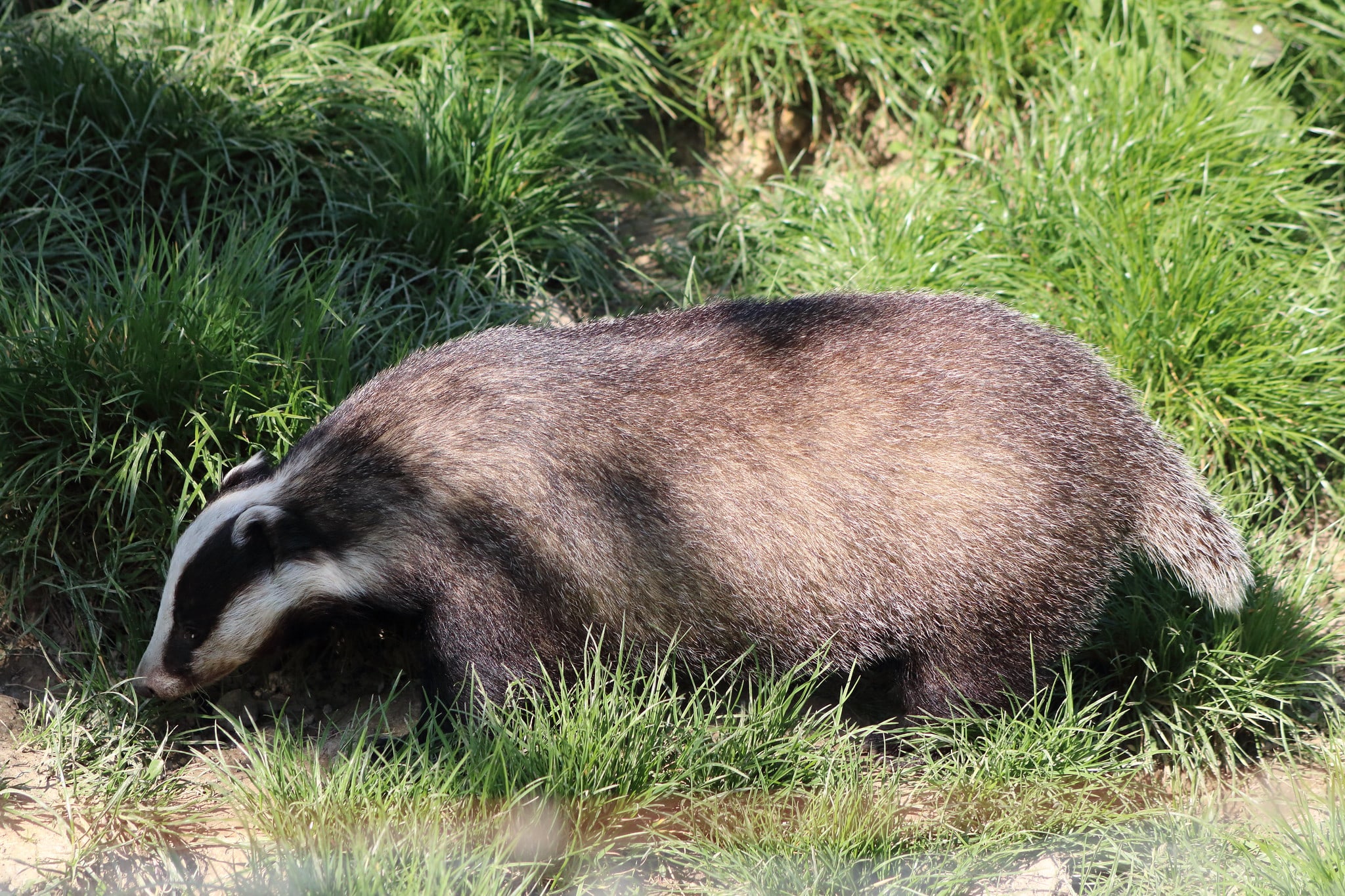 Badger