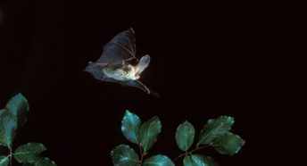 Brown long-eared bat in flight - © BCT / Hugh Clark