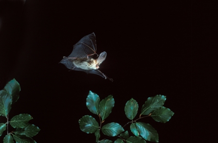 Brown long-eared bat in flight - © BCT / Hugh Clark