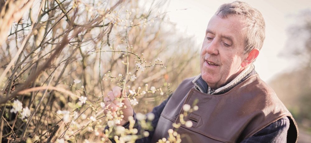 Man inspecting the fresh growth on a hedgerow