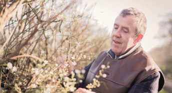 Man inspecting the fresh growth on a hedgerow