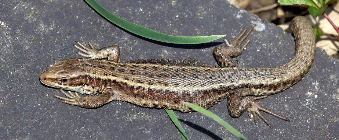 Common lizard