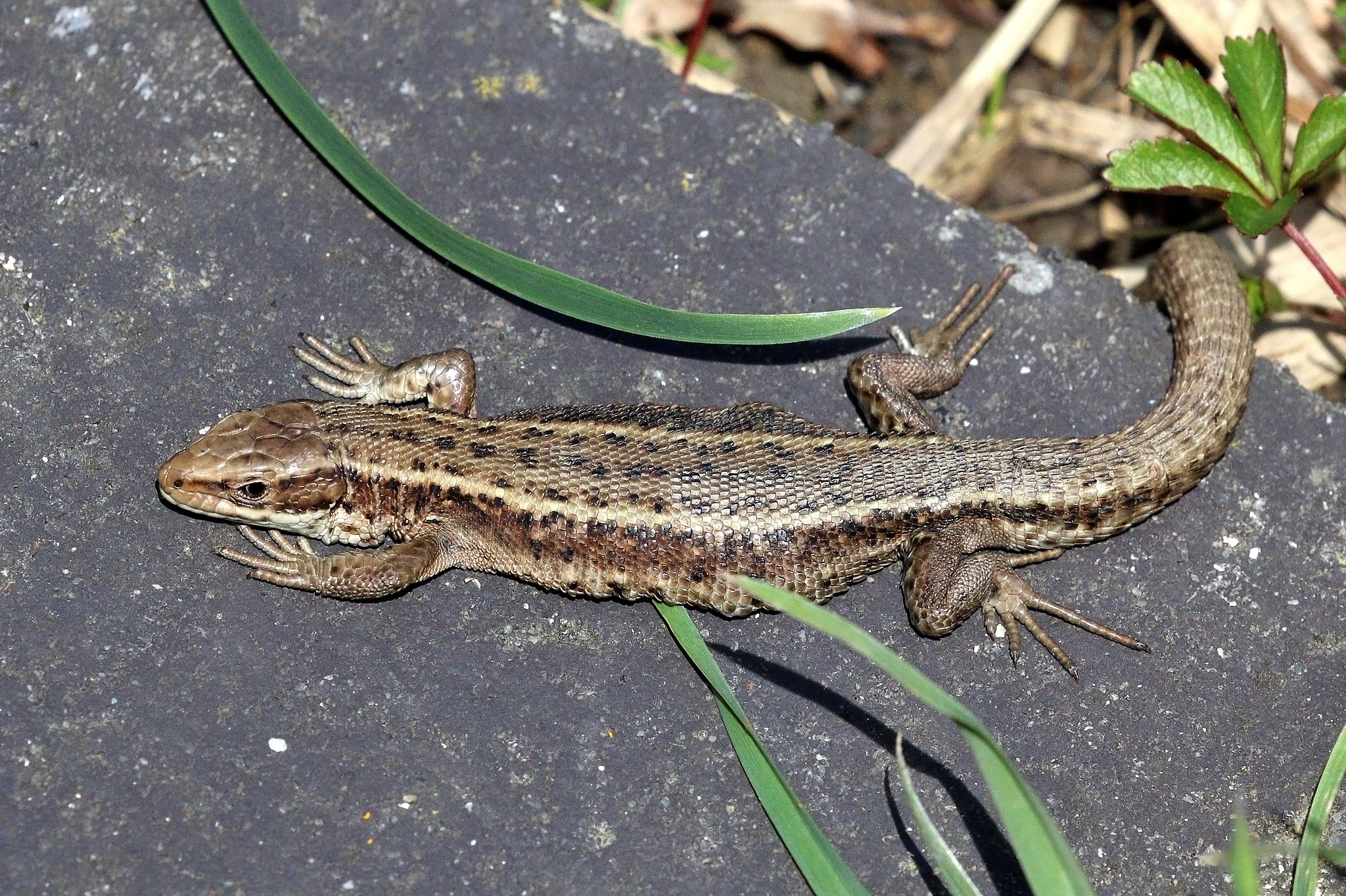 Common lizard