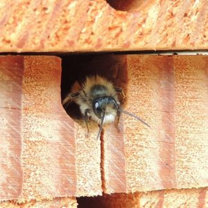 Red mason bee emerging from hole
