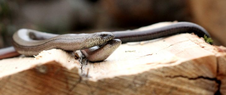 A snake-like brown animal on wood