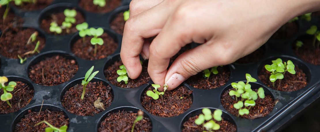 A hand plants seedlings into a tray with soil