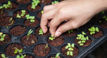 A hand plants seedlings into a tray with soil