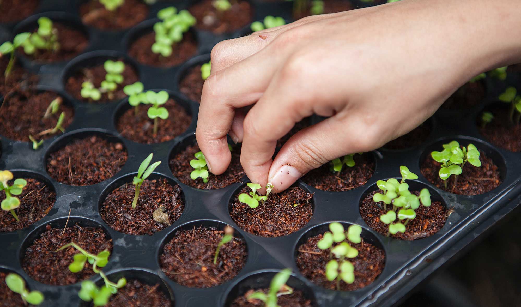 A hand plants seedlings into a tray with soil