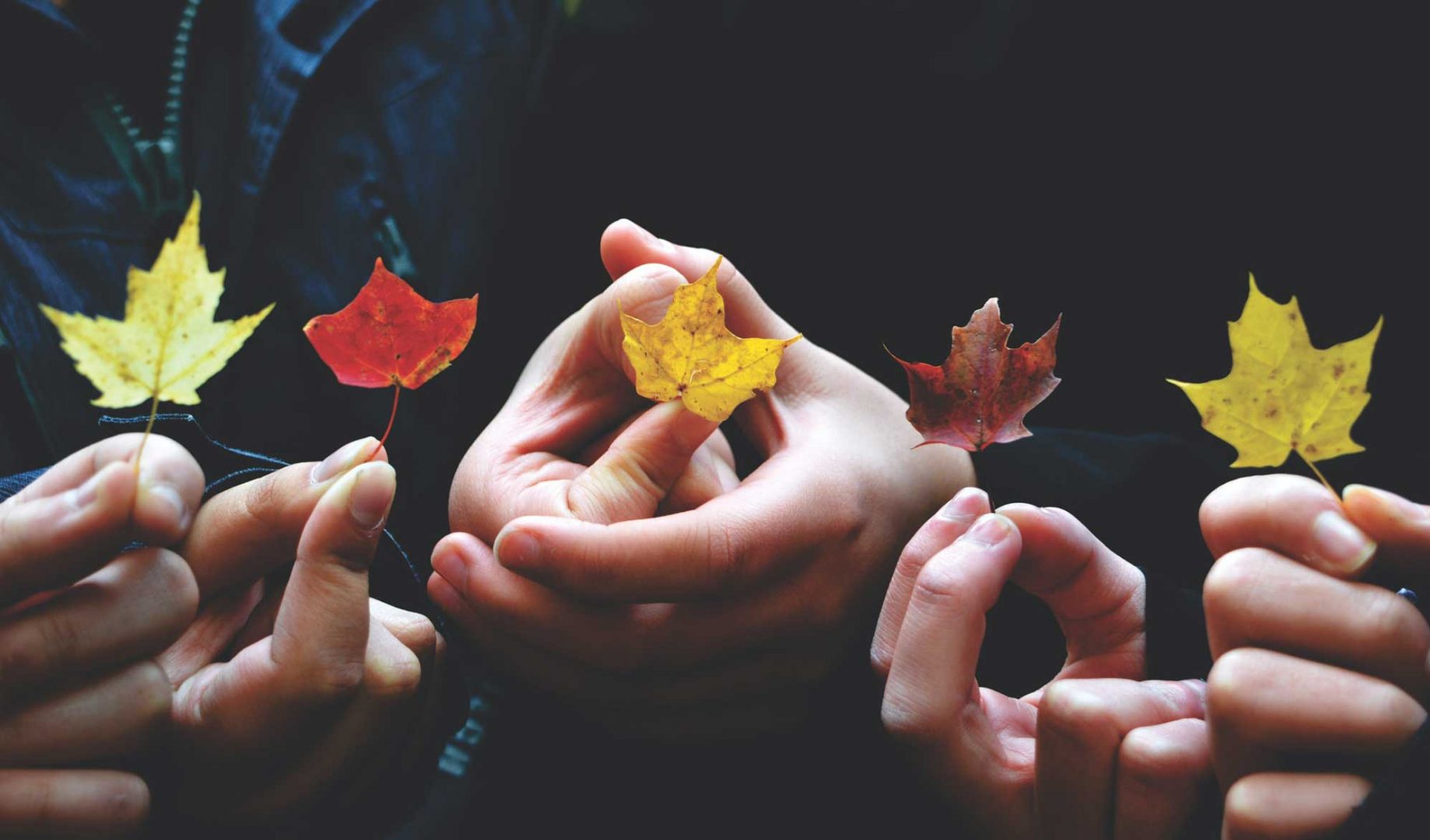 Hands holding autumnal leaves