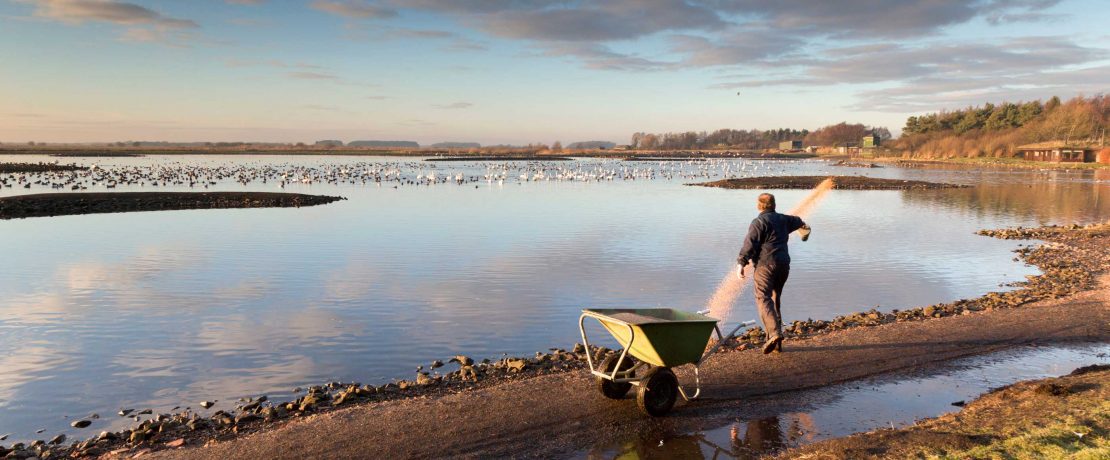 A man stands on dark peat and throws food to wetland birds