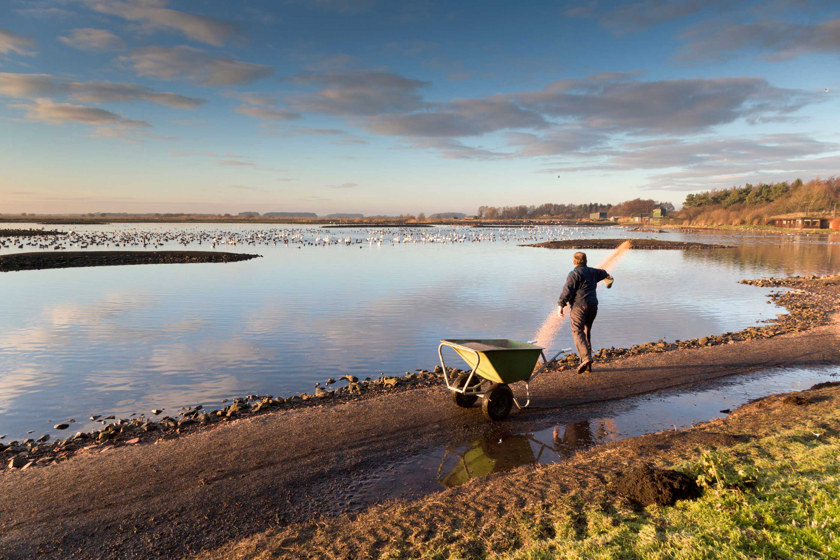 A man stands on dark peat and throws food to wetland birds