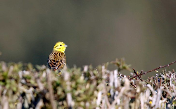 A bright yellow bird is visible above brown hedge plants
