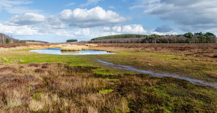 A boggy pond with rich vegetation and grasses around it