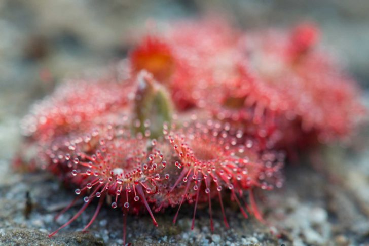 A red plant with sticky drops at its tips