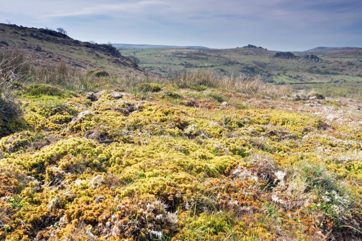 A hilly ground with a springy pale moss