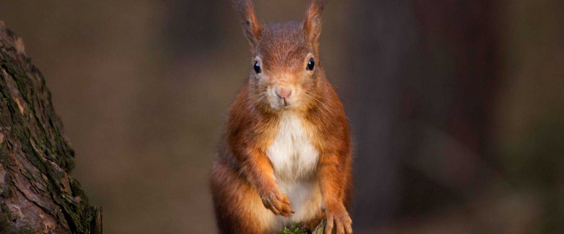 A red squirrel on a post looking directly at the camera