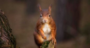 A red squirrel on a post looking directly at the camera