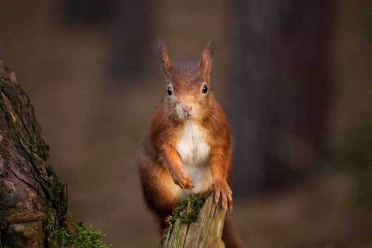 A red squirrel on a post looking directly at the camera