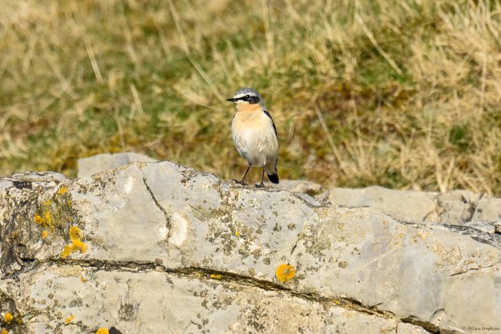 Wheatear