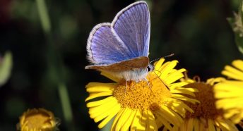 A small blue-lilac butterfly on a yellow flower