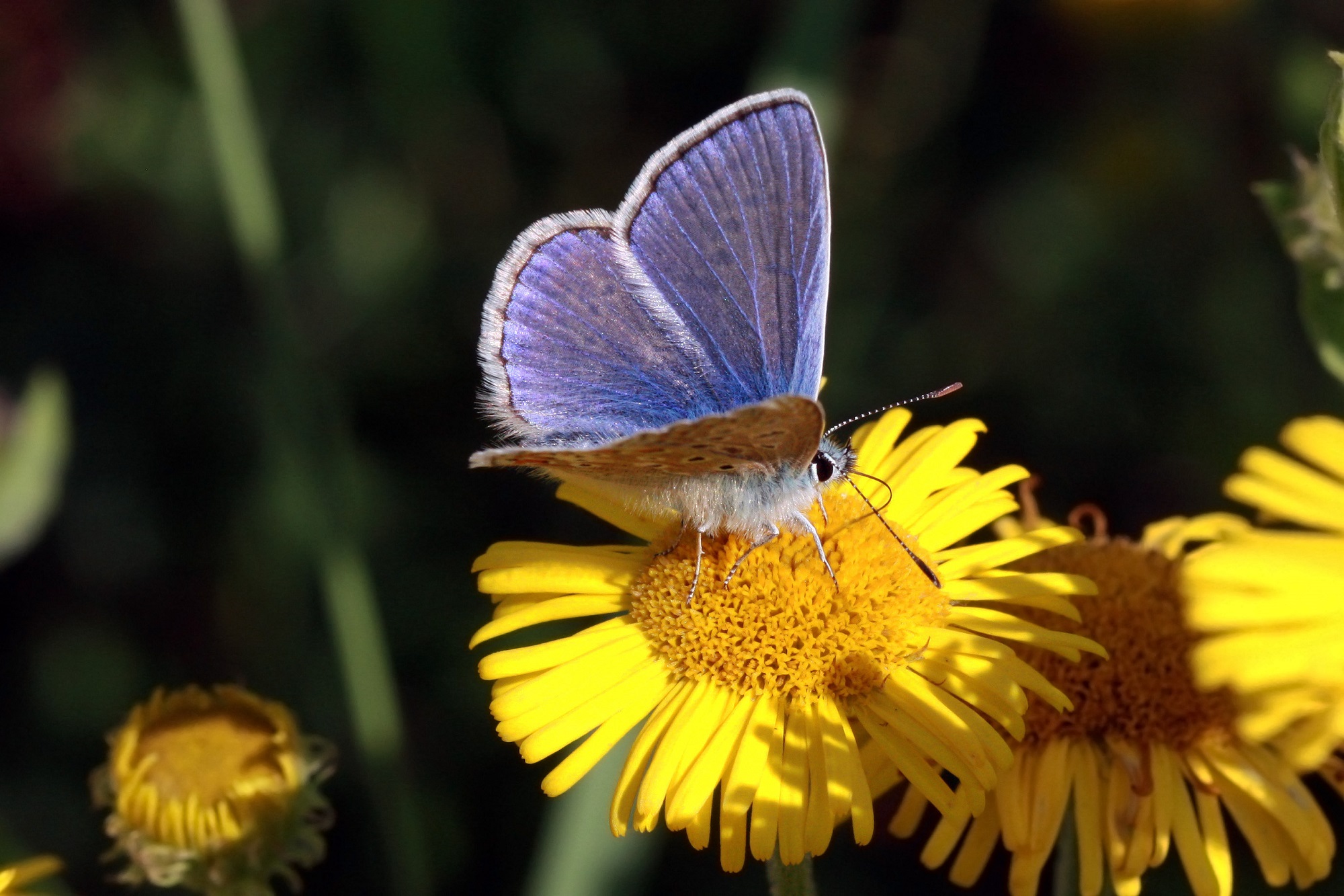 A small blue-lilac butterfly on a yellow flower