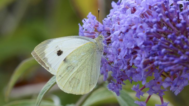 Large white butterfly on a purple flower