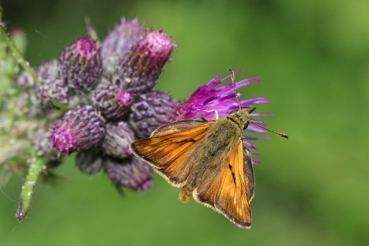 Large Skipper butterfly on a flower and with a hairy body