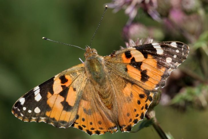 A painted lady butterfly with orange wings and white and black speckles