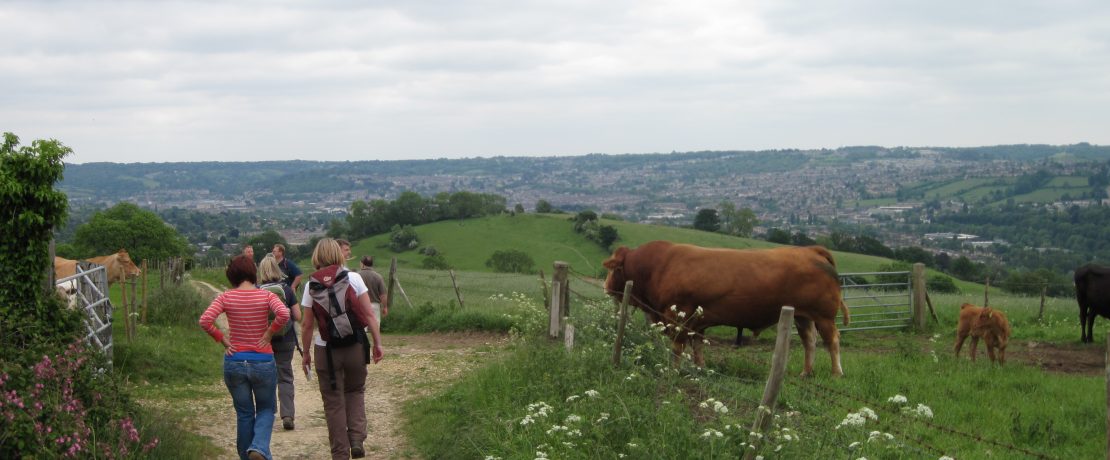 Walkers and cows in Bath Green Belt