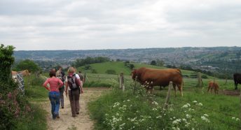Walkers and cows in Bath Green Belt