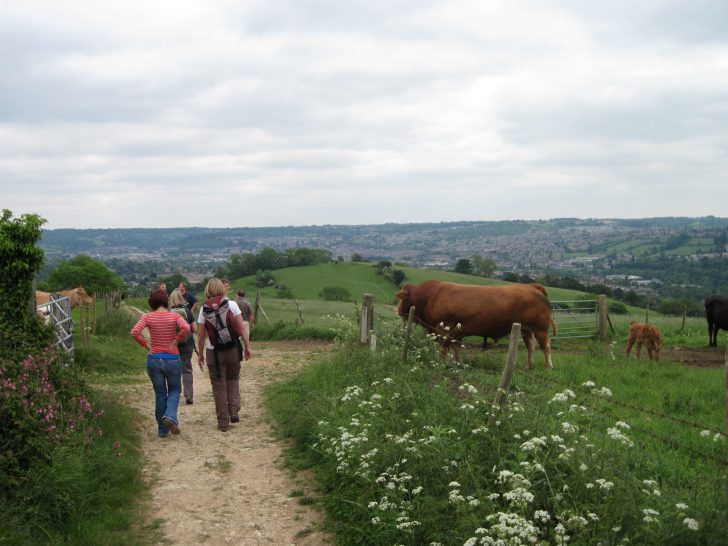 Walkers and cows in Bath Green Belt