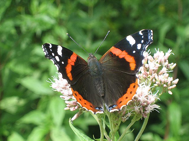 A black butterfly with bright red stripes on a flower