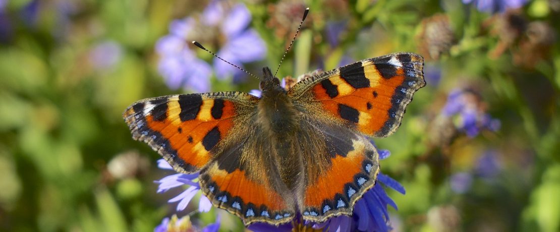 Butterfly with striking multicoloured markings on a blue leaf