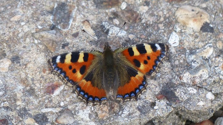 A butterfly with striped markings lies with wings stretched open on a rock