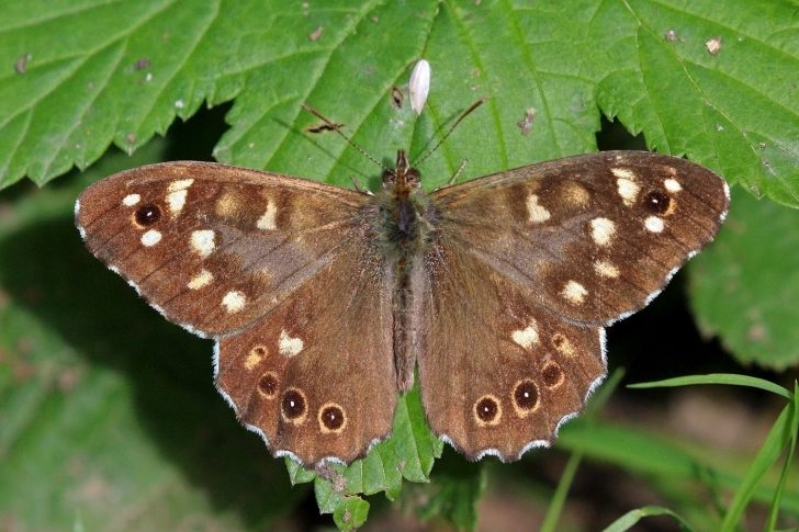 A brown, spotted Speckled Wood butterfly on a green leaf